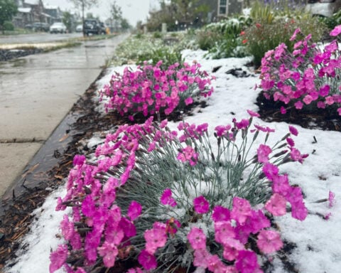 Spring plans meet snow in Denver as a late storm could be the season's biggest
