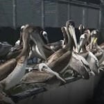Brown pelicans starving, dying in Bay Area due to Marine heat wave, wildlife experts warn