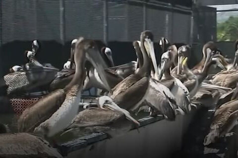 Brown pelicans starving, dying in Bay Area due to Marine heat wave, wildlife experts warn