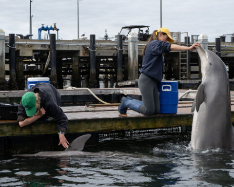 Are military dolphins working in the Strait of Hormuz? Probably not, but they have been part of the US Navy for decades