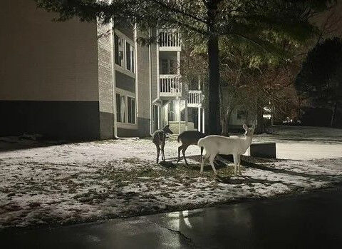 Rare albino deer fatally struck by vehicle in Farmington Hills, officials say