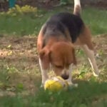 Animal Rescue takes in 4 beagles from Ridglan Farms