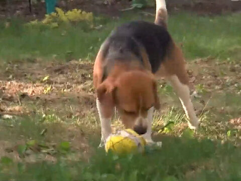 Animal Rescue takes in 4 beagles from Ridglan Farms