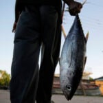 European fishing firms reflag ships to tap Indian Ocean tuna quotas, report finds