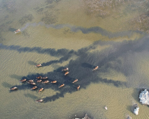 Iraq's historic marshes revive as water returns after years of drought