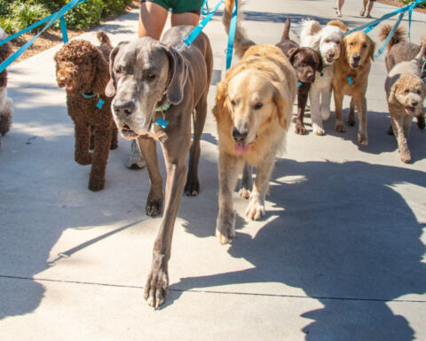 Dogs display many traits of great leaders − here are 5 breeds that can be your leadership role models