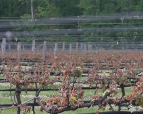 Winery loses almost all of its grapes after late Virginia frost: 'We need you'
