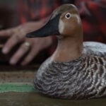 A decoy duck carver keeping a tradition alive