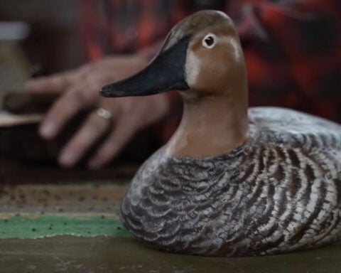 A decoy duck carver keeping a tradition alive