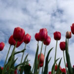 Scientists say don't forget about plants. Climate change is endangering tens of thousands of species