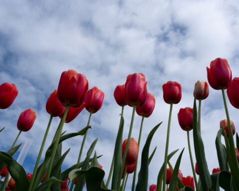 Scientists say don't forget about plants. Climate change is endangering tens of thousands of species