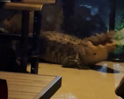 Video shows 2 Florida alligators "violently" fighting in front of home: "It was scary"