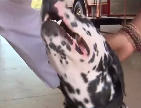 Martin County Fire Rescue gets therapy dog to help with stress
