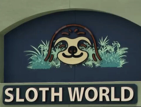 Experts call for ban on sloth imports animals death at ﻿Sloth World in Orlando