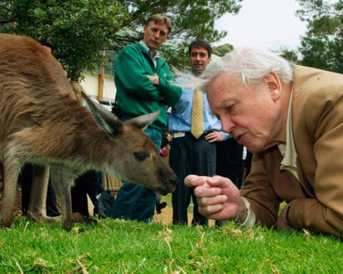 David Attenborough, the excited but hushed voice of nature programs, turns 100