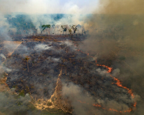 Despite gains combating deforestation in Brazil's Amazon, forest degradation is a looming threat