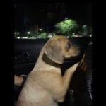 'What are you doing with that dog?': Florida man arrested after his puppy is exposed to cocaine
