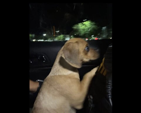 'What are you doing with that dog?': Florida man arrested after his puppy is exposed to cocaine
