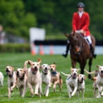 At the Iroquois Steeplechase, the foxhounds kick off the horse races with a howling fun dog parade