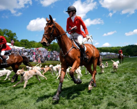 At the Iroquois Steeplechase, the foxhounds kick off the horse races with a howling fun dog parade