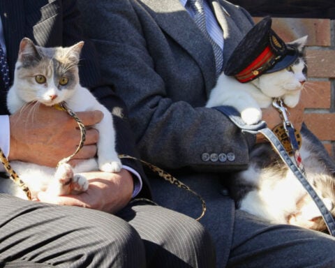 Cats or dogs? In East Asia, more people are becoming feline fans