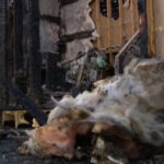 Community rallies for pet rescue after 23 cats killed in fire