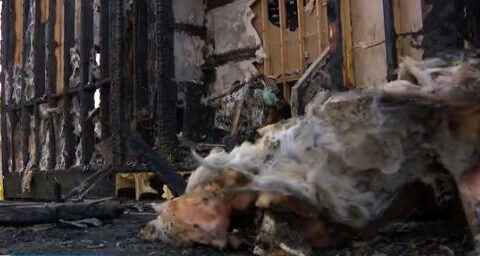Community rallies for pet rescue after 23 cats killed in fire