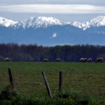 New Zealand state farming goes bush in support of nature credit market