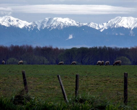 New Zealand state farming goes bush in support of nature credit market