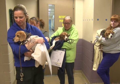 20 beagles from Ridglan Farms arrive at Wisconsin Humane Society's Milwaukee campus