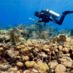 Many of the Caribbean’s most important reefs are going unprotected
