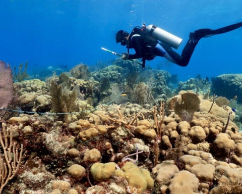 Many of the Caribbean’s most important reefs are going unprotected