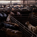 Trump administration is 'fine-tuning' executive actions to ease US beef shortages, White House official says