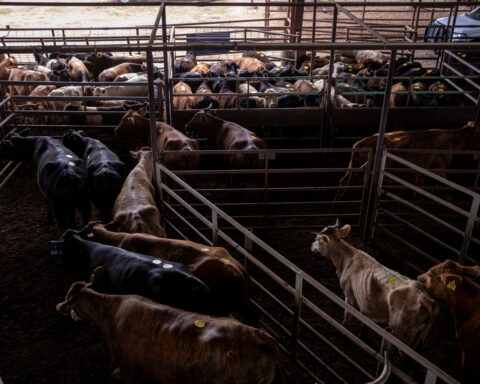 Trump administration 'fine-tuning' actions to ease US beef shortages, White House says