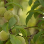 Peach growers struggle after Del Monte cannery closure