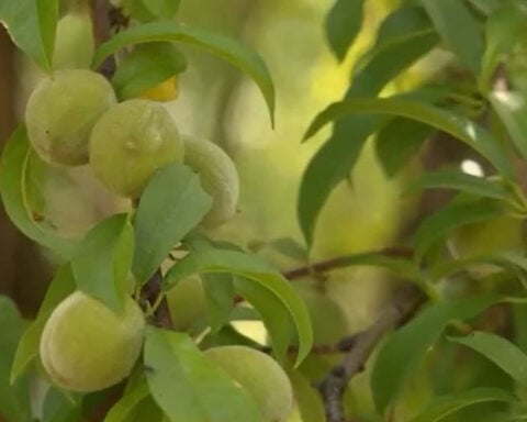 Peach growers struggle after Del Monte cannery closure