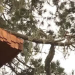 Great horned owls may help homeowners with rodent control