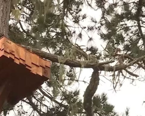 Great horned owls may help homeowners with rodent control