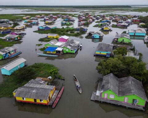 Invasive plant threatens livelihoods in Colombia’s largest coastal wetland