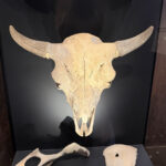 New Smithsonian exhibit traces bison’s rise, near extinction and comeback