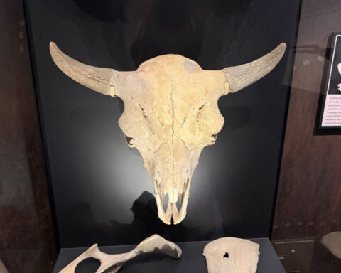 New Smithsonian exhibit traces bison’s rise, near extinction and comeback