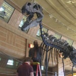 Rare dinosaur species being studied at the Cincinnati Museum Center