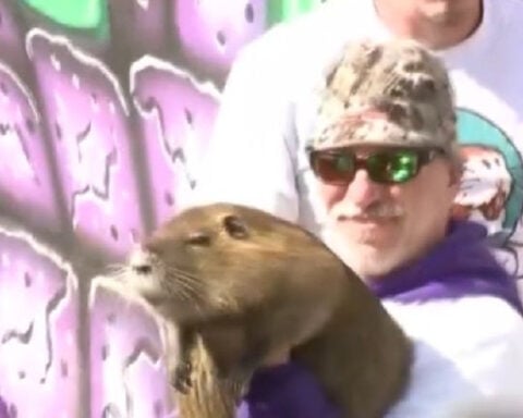 New Orleans icon Neuty the Nutria dies after cancer battle