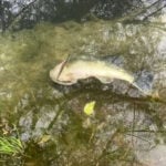 Residents worry about impacts after Fort Smith chemical spill kills fish downstream