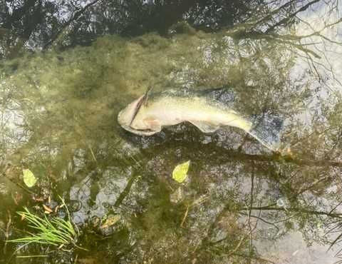 Residents worry about impacts after Fort Smith chemical spill kills fish downstream