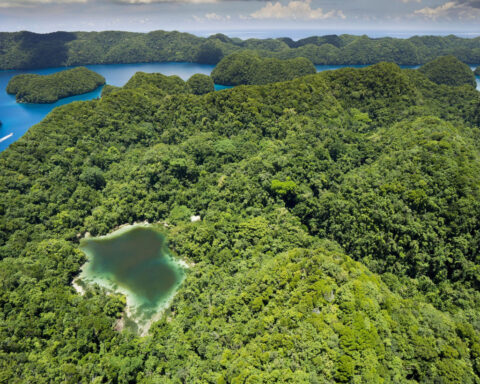 I spent years staring at the jellyfish lake on my screensaver. The reality was something else