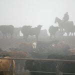 Tyson Foods sees spotty efforts to expand US cattle herd, CFO says