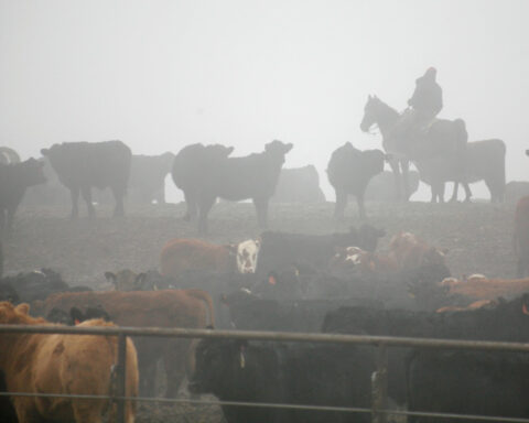 Tyson Foods sees 'spotty' efforts to expand US cattle herd, CFO says
