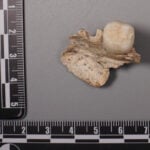 Ancient teeth hint at canoodling between early human relatives