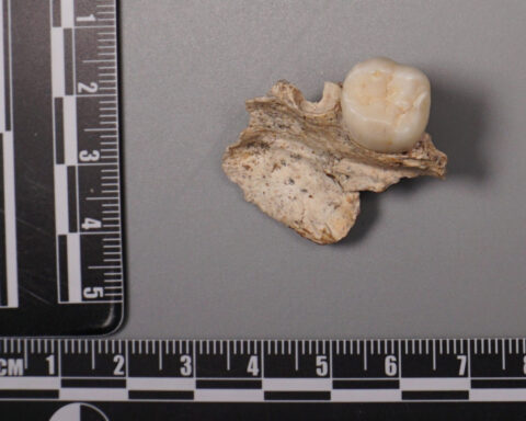 Ancient teeth hint at canoodling between early human relatives